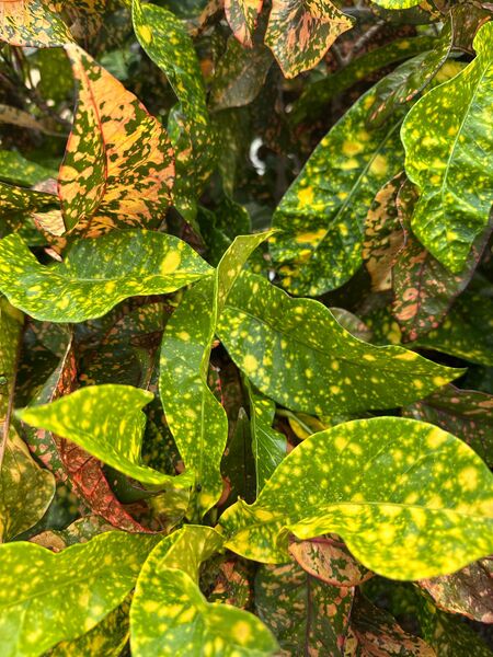 File:Bottom campus species F.jpg